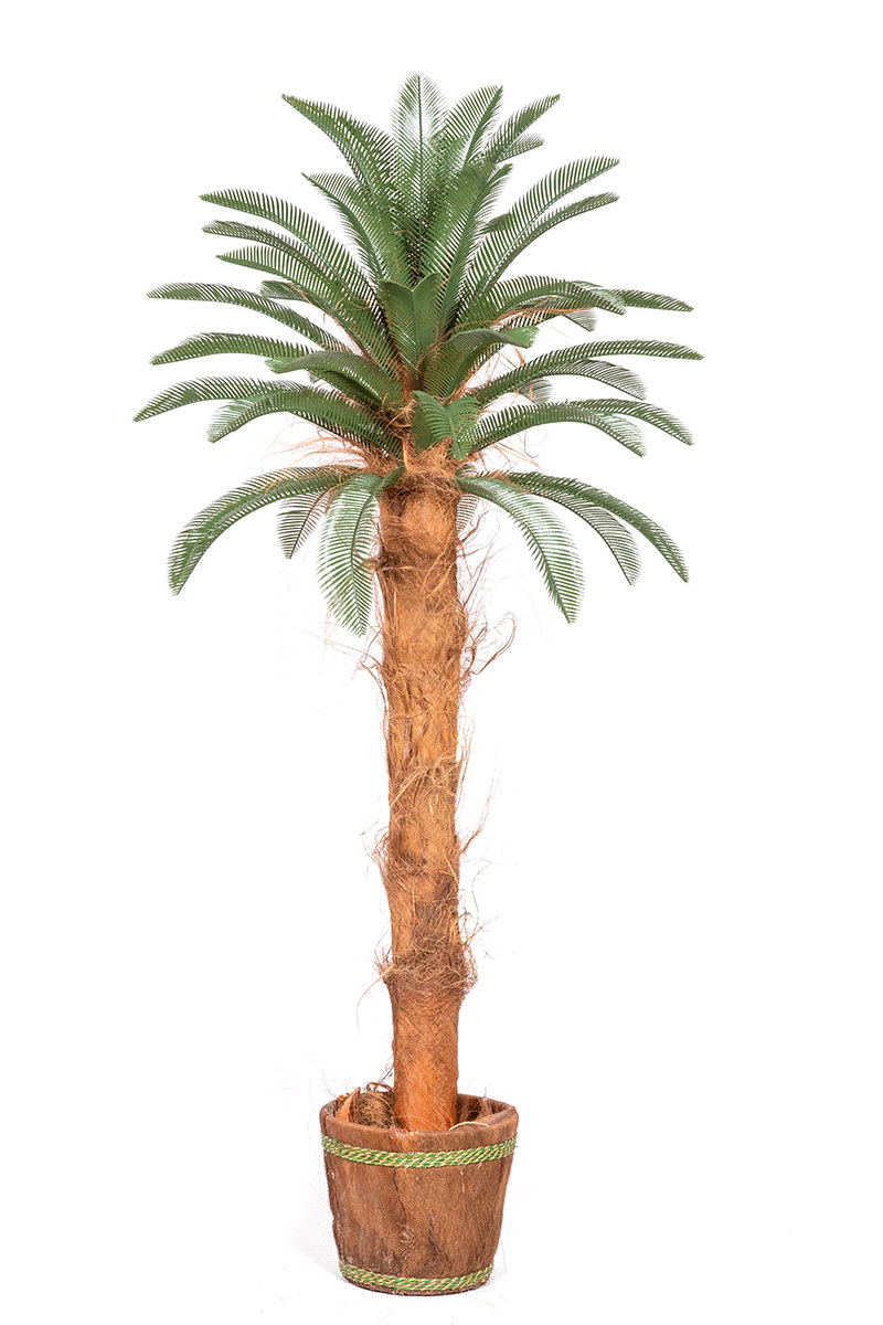 Palma Cykas w donicy