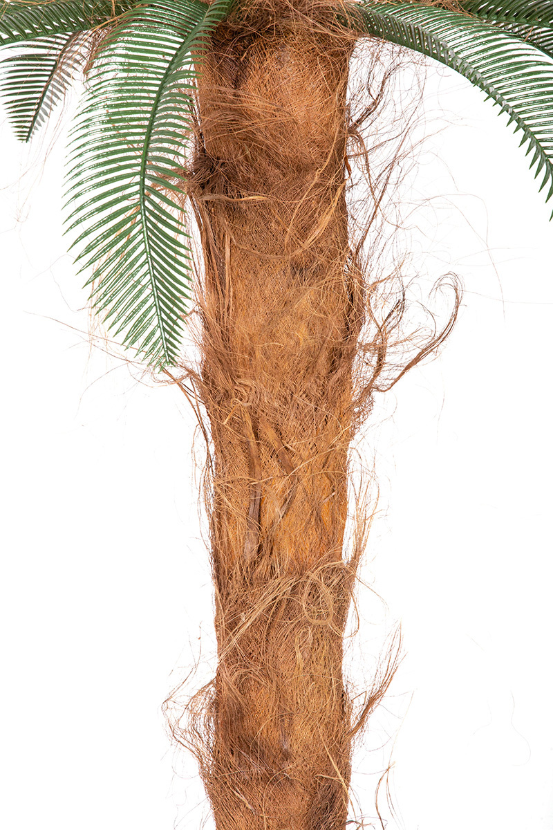 Palma Cykas w donicy