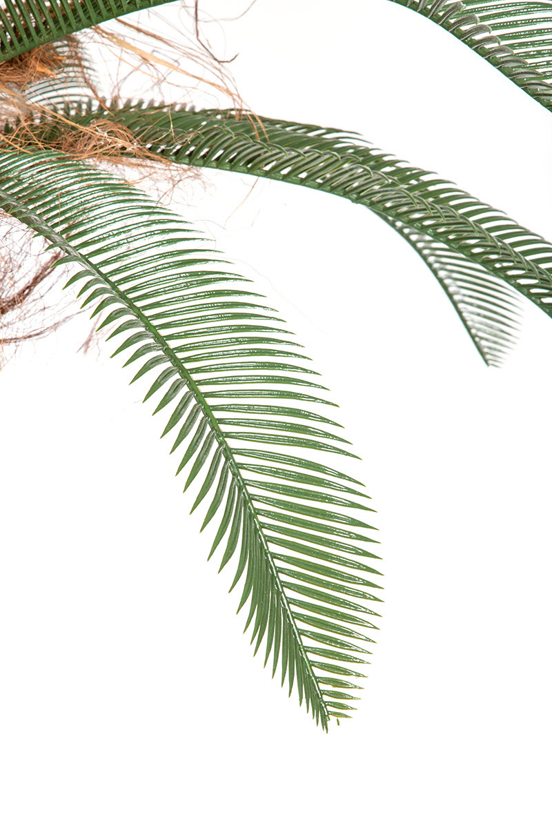 Palma Cykas w donicy