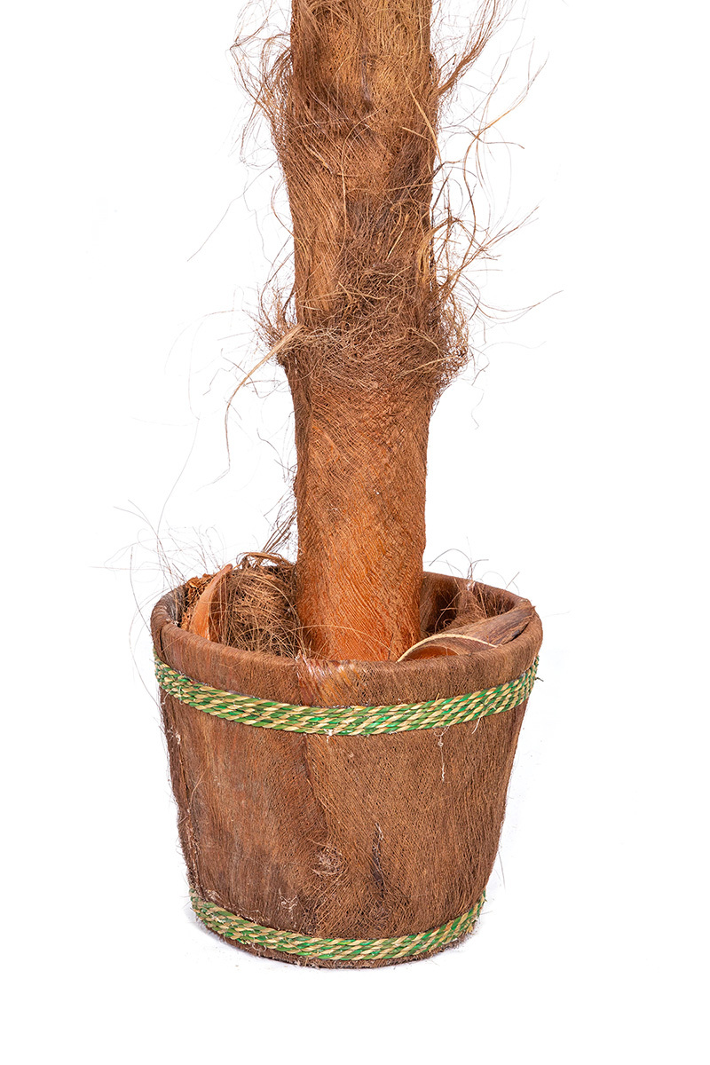 Palma Cykas w donicy