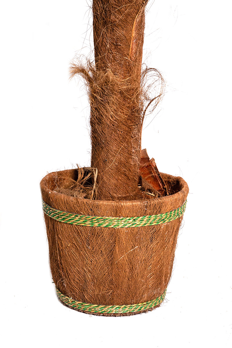 Palma Cykas w donicy