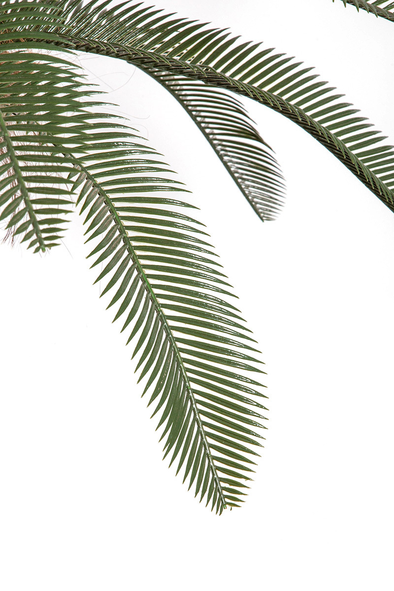 Palma Cykas w donicy