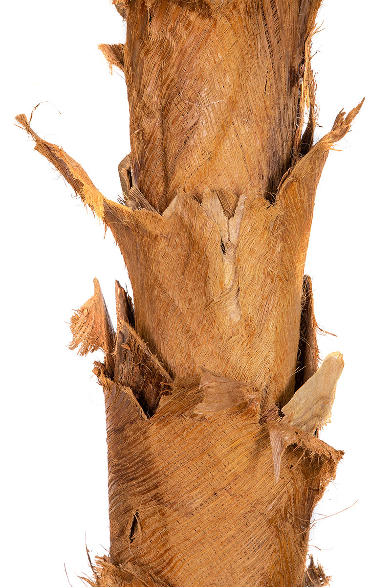 Palma kokosowa w donicy