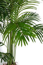 Palma Kentia w donicy