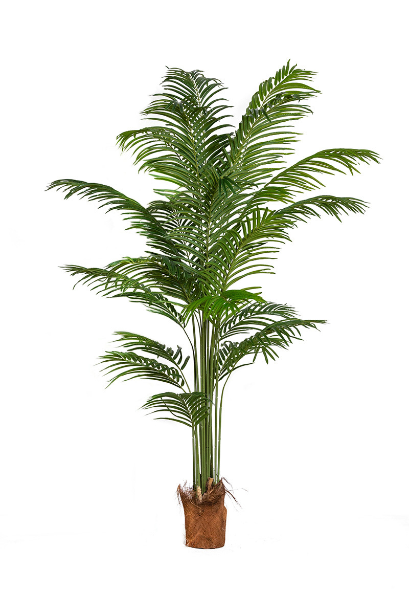 Palma Kentia w donicy