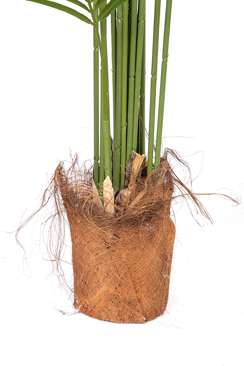 Palma Kentia w donicy