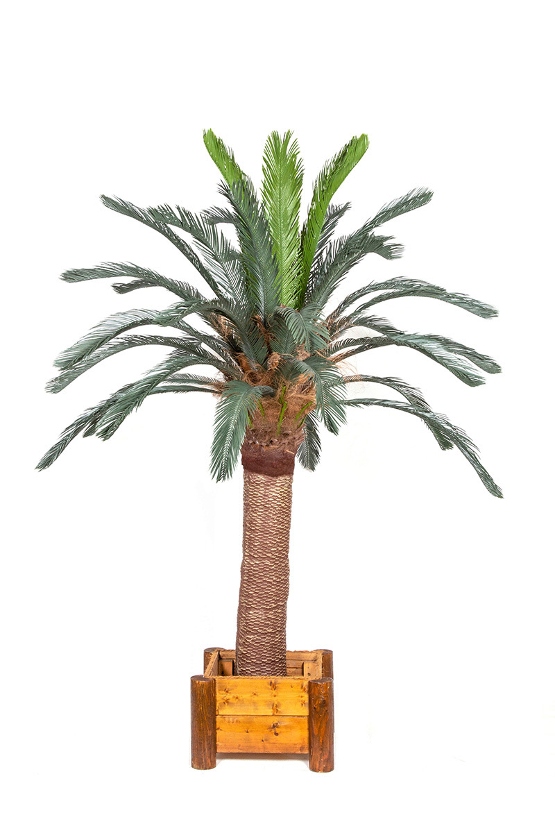 Palma sztuczna Cykas Sagowiec
