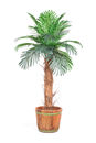 Palma sztuczna w donicy